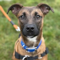 LILA, chienne à adopter