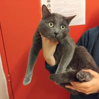 SOPRANO PAB28393, chat à adopter