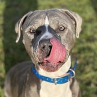 POTTER, chien à adopter