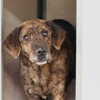 LATINA, chienne à adopter