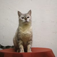 LAURYN HAB17471, chatte à adopter