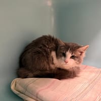 KIARA, chatte à adopter