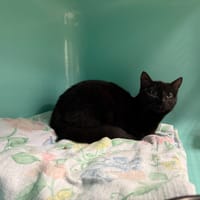 MARLEY, chat à adopter