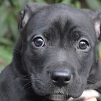 LILA CHAO, chienne à adopter