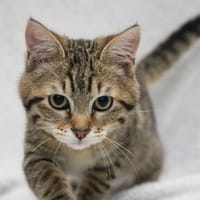 DENAHI HAB17460, chat à adopter