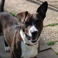 Fire, chien à adopter