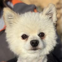 SENJA, chien à adopter