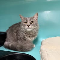 GRIBOUILLE, chat à adopter