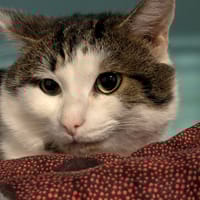 SILVER, chat à adopter