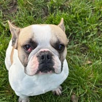 willow, chien à adopter