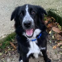 Ours, chien à adopter