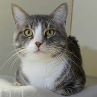 PAYRE PAB28279, chat à adopter
