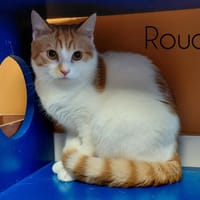 Roucky, chat à adopter