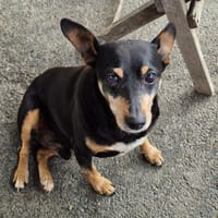 Elixir, chien à adopter