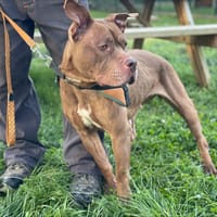 HENA, chienne à adopter