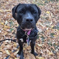 RAYAN, chien à adopter