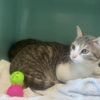 TIGROU, chat à adopter