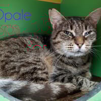 Opale, chatte à adopter
