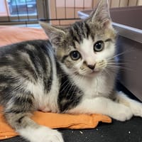 MOKKA, chat à adopter