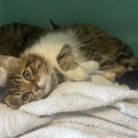 YUMI ( en cours d'adoption), chatte à adopter