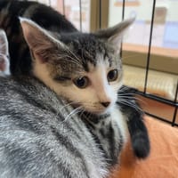 DOPPIO, chatte à adopter