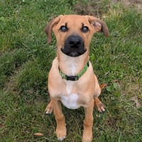 ALPHA QCN, chien à adopter