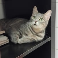 bells pab28359, chatte à adopter