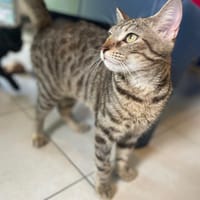 WILKY pab28373, chatte à adopter