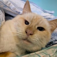 BERTRAND, chat à adopter