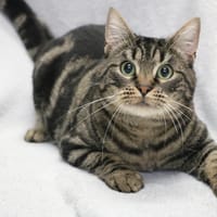 KERCHAK HAB17458, chat à adopter