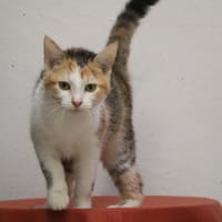 DIDO CAT HAB17475, chatte à adopter