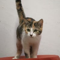 DUA CAT HAB17474, chatte à adopter
