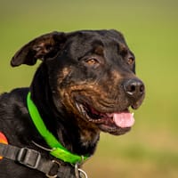 Nash, chien à adopter