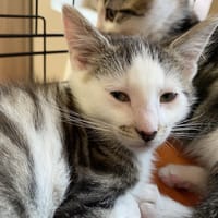 LATTE, chat à adopter