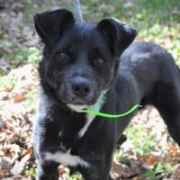 SHARKO, chien à adopter