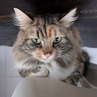 CHIPIE, chatte à adopter