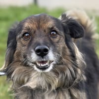 SHUBHAM, chien à adopter