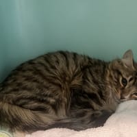 NATSUKO (en cours d'adoption), chat à adopter