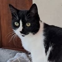 Astuce, chatte à adopter