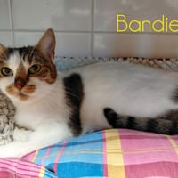 Bandie, chatte à adopter