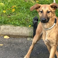 PERLE, chienne à adopter