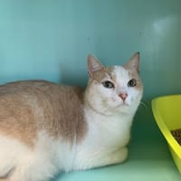 Mia, chat à adopter