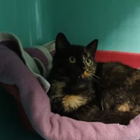 PAEDYN, chatte à adopter