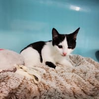 Simba, chat à adopter