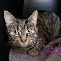 Célina, chatte à adopter