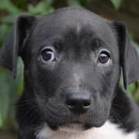 HAMI, chien à adopter