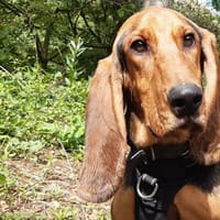 Anatole, chien à adopter