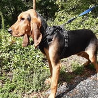 Anatole, chien à adopter