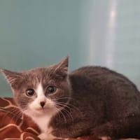 ARRY, chat à adopter