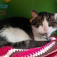 Eclair, chat à adopter